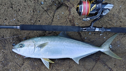 ヒラマサの釣果