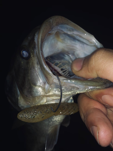 ラージマウスバスの釣果