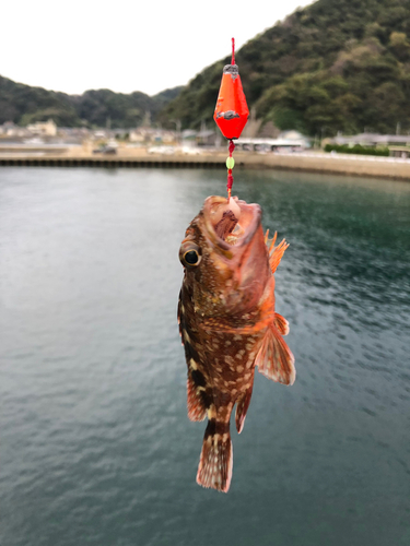 アラカブの釣果