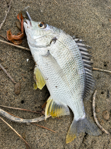 キビレの釣果