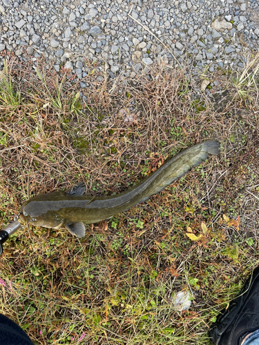 ナマズの釣果