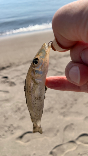 キスの釣果