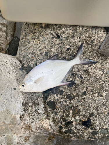 コバンアジの釣果