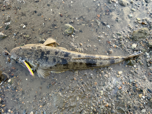 マゴチの釣果