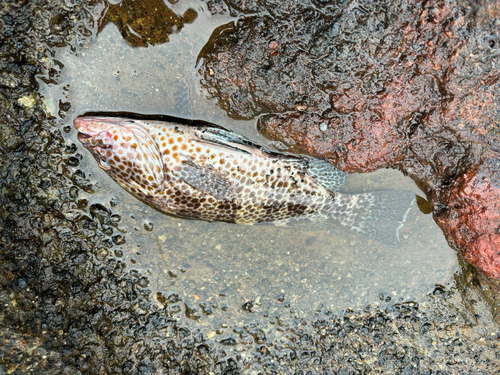 館山湾