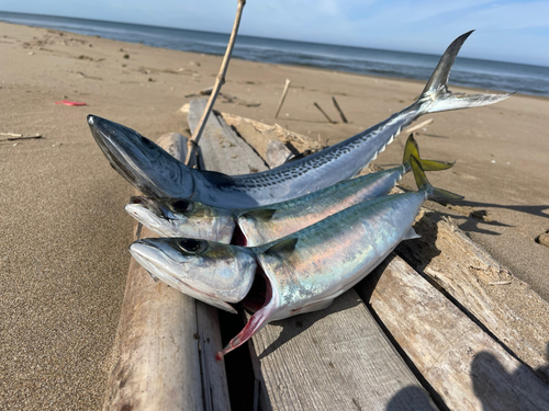 サバの釣果