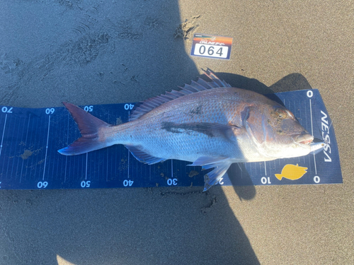 タイの釣果