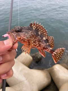 アラカブの釣果