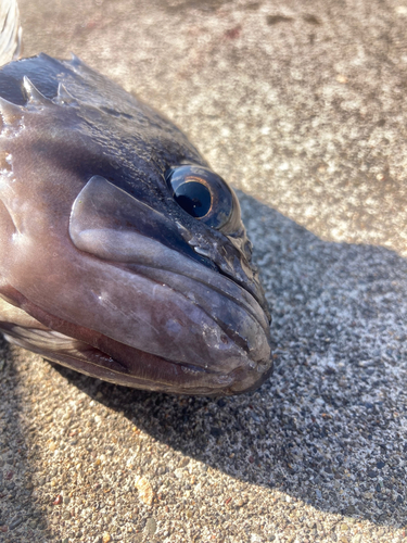 クロソイの釣果