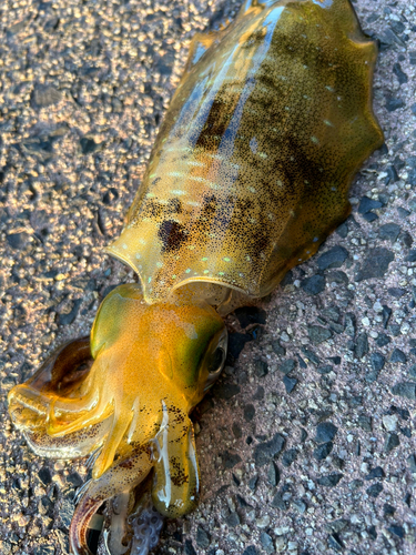 アオリイカの釣果