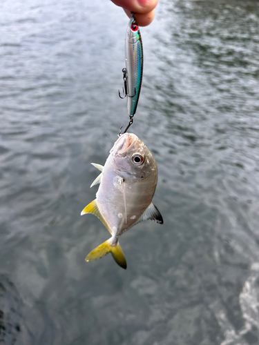 メッキの釣果