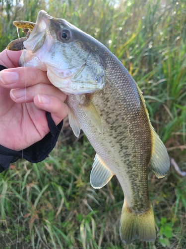 ラージマウスバスの釣果