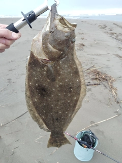 ヒラメの釣果