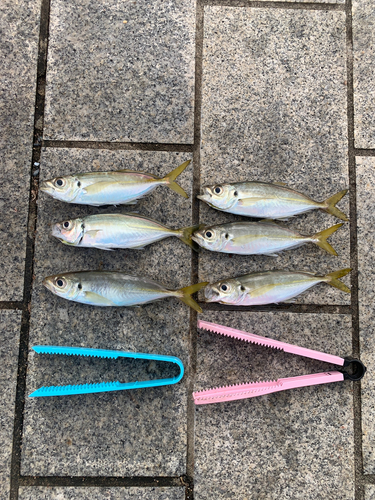 アジの釣果