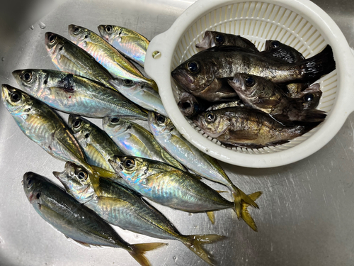 アジの釣果