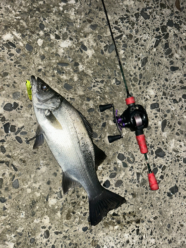 ヒラスズキの釣果