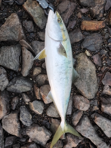 ハマチの釣果