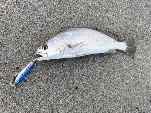 ニベの釣果