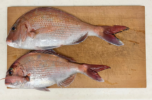 マダイの釣果