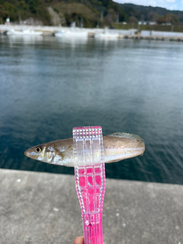 キスの釣果