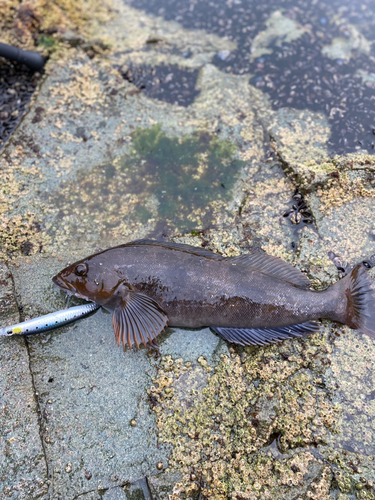 アブラコの釣果