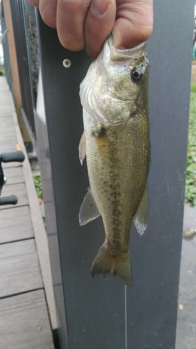 ラージマウスバスの釣果