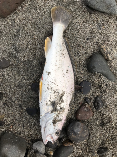 イシモチの釣果