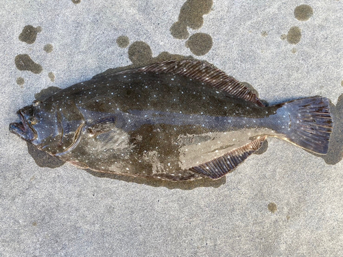 ヒラメの釣果