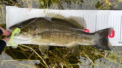 スモールマウスバスの釣果