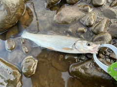 ウグイの釣果