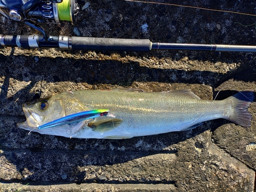 シーバスの釣果