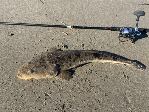 マゴチの釣果