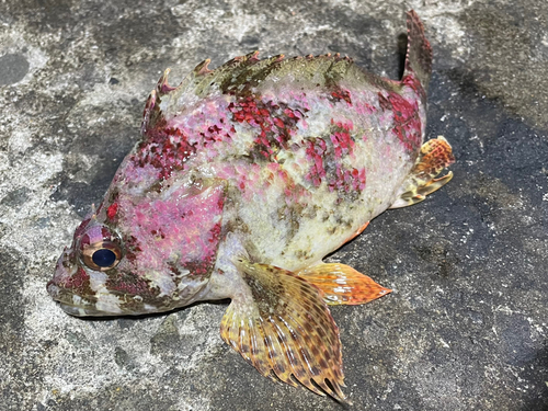 ヨロイメバルの釣果