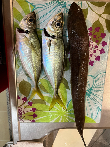 アジの釣果