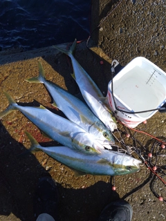 ヒラスの釣果