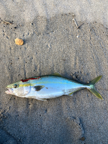 イナダの釣果