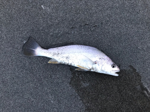 ニベの釣果