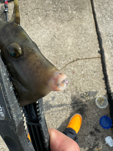 カワハギの釣果