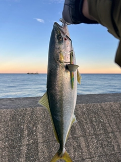 メジロの釣果