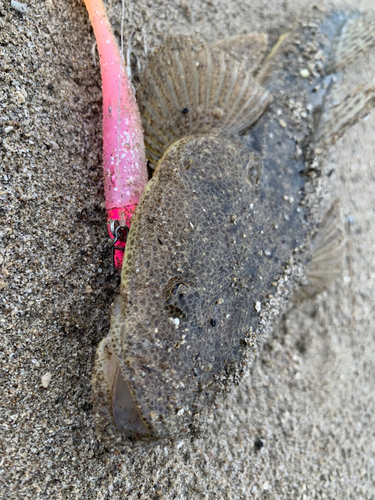 マゴチの釣果