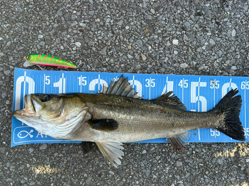 シーバスの釣果