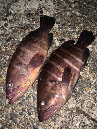 マハタの釣果