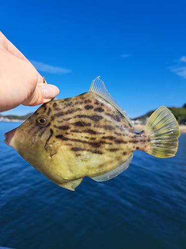 カワハギの釣果