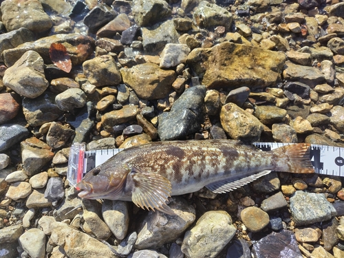 アイナメの釣果