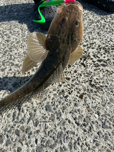 マゴチの釣果