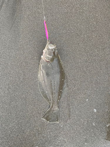 ヒラメの釣果