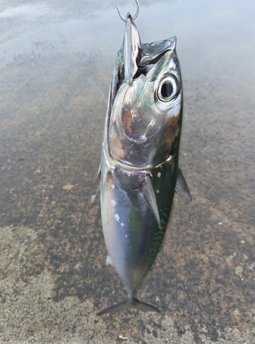 マルソウダの釣果