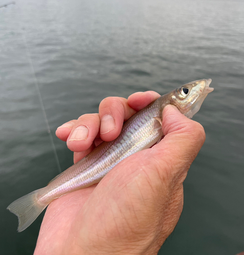 キスの釣果