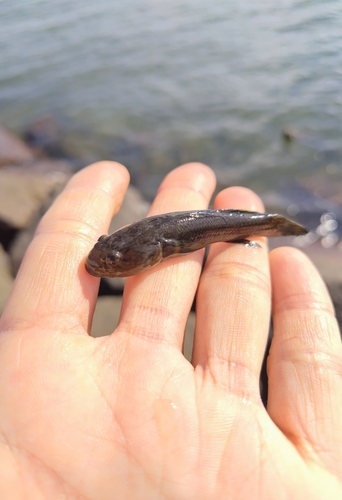 チチブの釣果