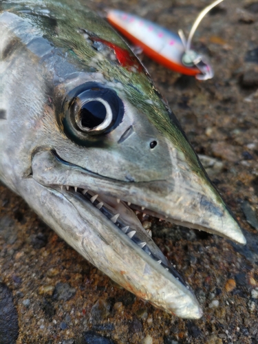 サゴシの釣果